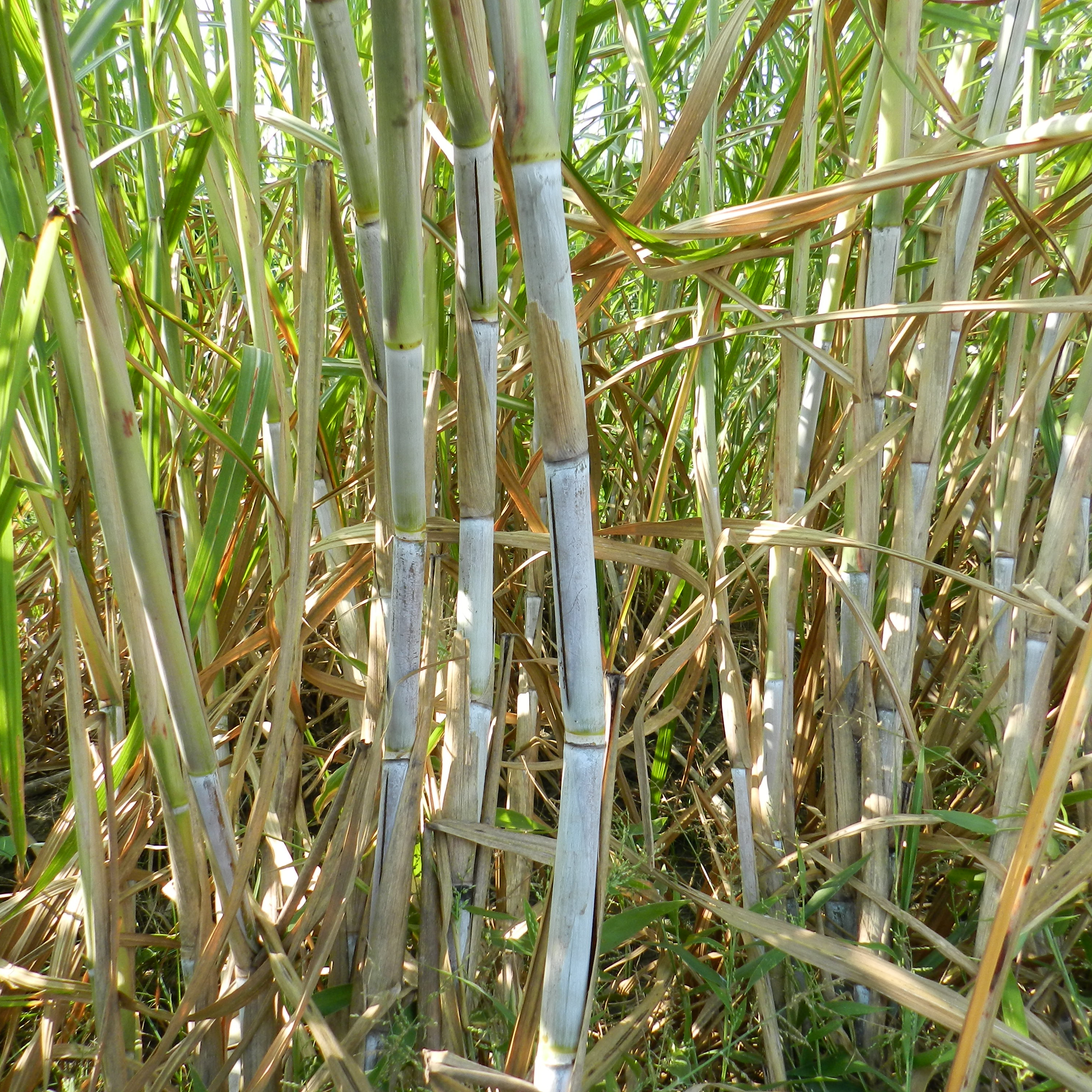 Stalk wax – Heavy layer of white wax; note occasional growth cracks.
